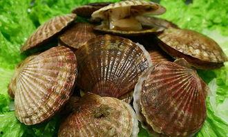 爆料扇贝测评视频大全最新,最新视频大全深度解析